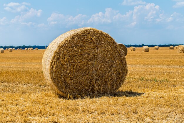 Balas de heno en el campo después de la cosecha.