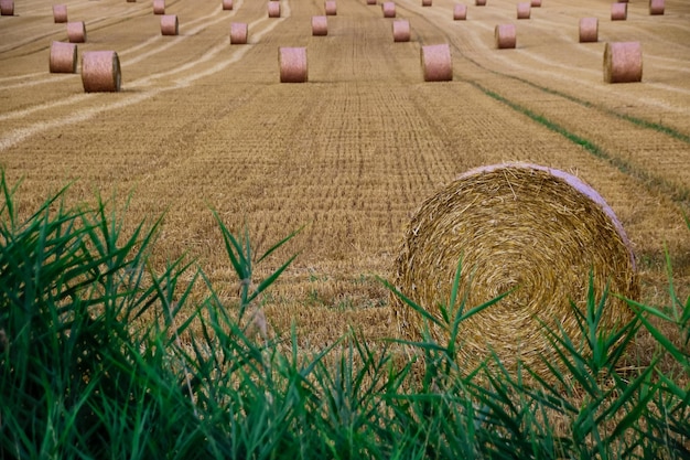 Balas de heno en el campo de trigo