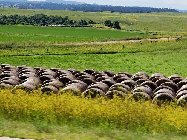 Foto balas de heno en el campo