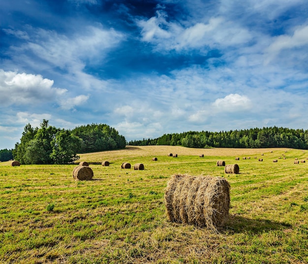 Balas de heno en campo