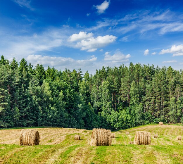 Balas de heno en campo