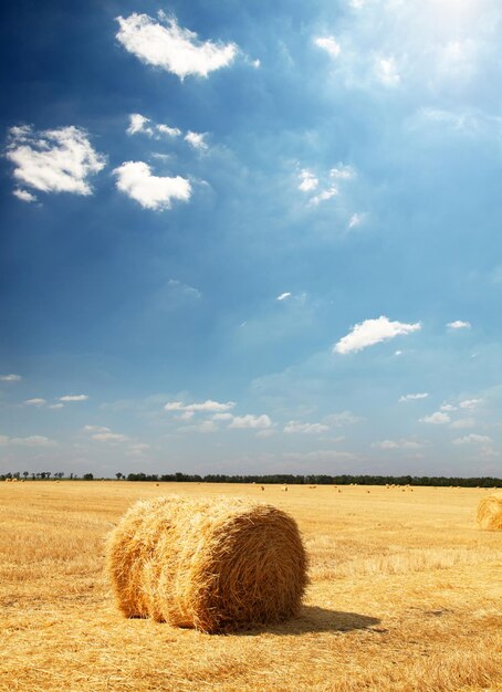 Balas de heno doradas en el campo