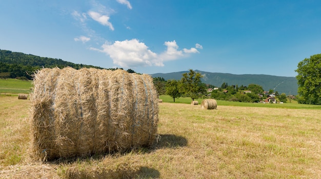 Balas de paja en el campo