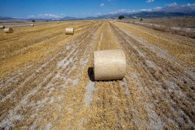 Balas de paja en el campo