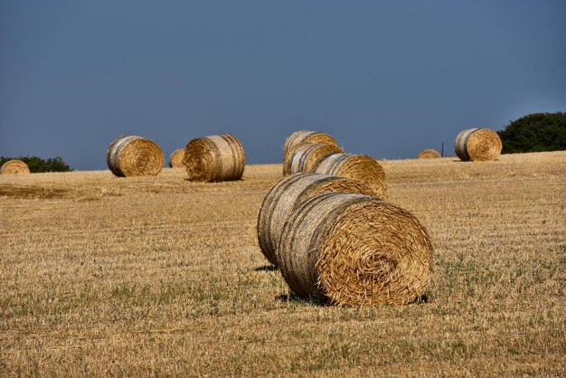 Balas de paja en un pajar de tierras de cultivo contra el cielo azul