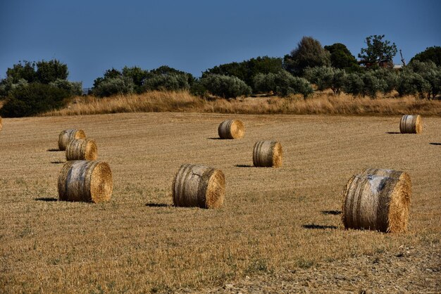 Balas de paja en tierras de cultivo con cielo azul