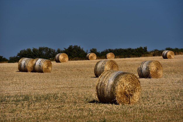 Balas de paja en tierras de cultivo con cielo azul