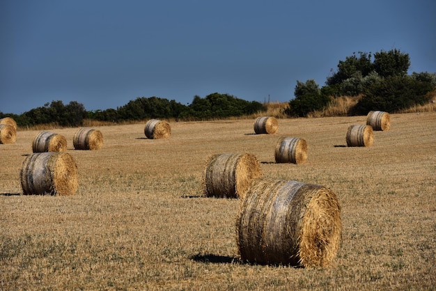 Balas de paja en tierras de cultivo con cielo azul