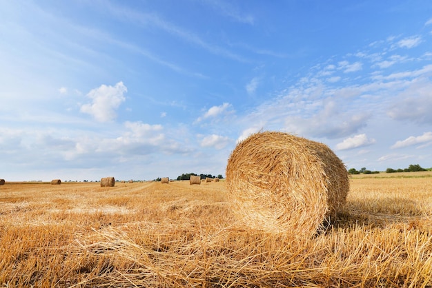 Balas de paja en tierras de cultivo con cielo nublado azul