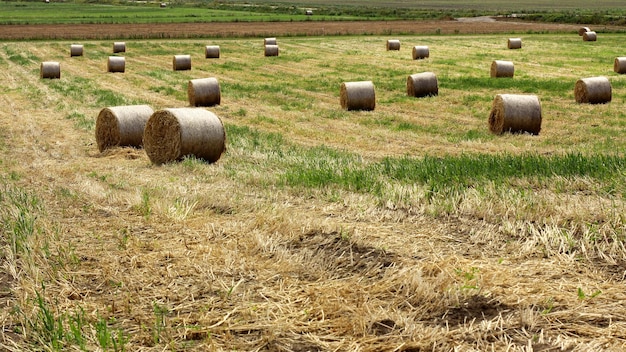 Balas redondas de paja enrolladas en el campo cosecha de heno para la cosecha de siembra de ganado