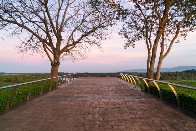 Balcón con plantación de té y cielo crepuscular