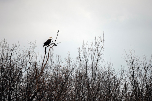 Bald Eagle