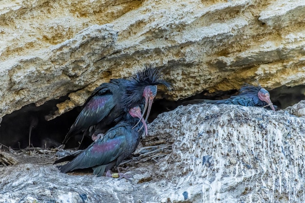 Foto bald ibis oder geronticus eremita pelecaniform vogel der familie der threskiornithidae