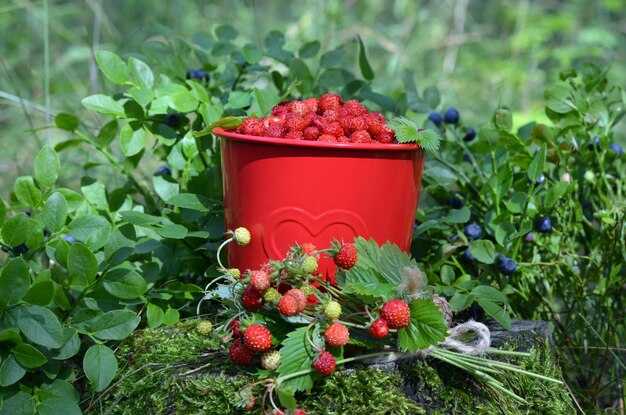 Balde com frutas e um buquê de morangos na floresta