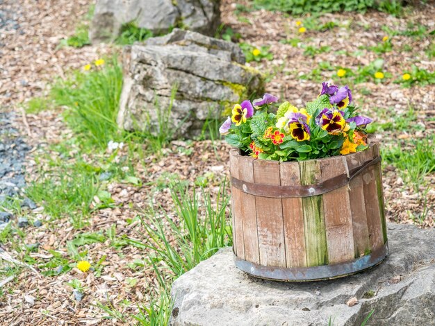 Balde de madeira cheio de flores coloridas na rocha no campo rural da Inglaterra