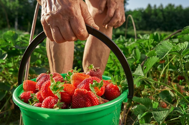 Un balde de fresas recién recogidas en la mano de un granjero