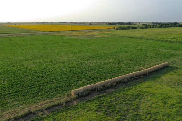 Balde de hierba en el campo Provincia de Buenos Aires Argentina