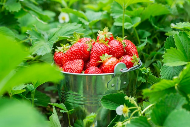 Un balde lleno de fresas recién recogidas en el jardín de verano