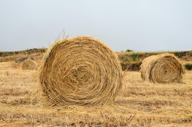 Bale de heno en primer plano de campo rural