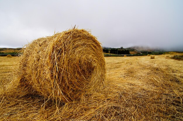 Bale de heno en primer plano de campo rural