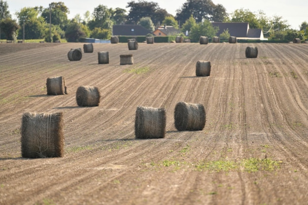 Bale de lino seco en el campo