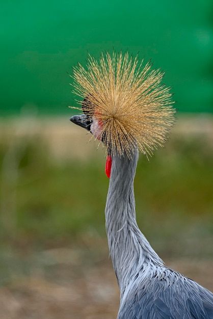 Foto balearica regulorum o greycrowned crane es un ave gruiforme de la familia gruidae