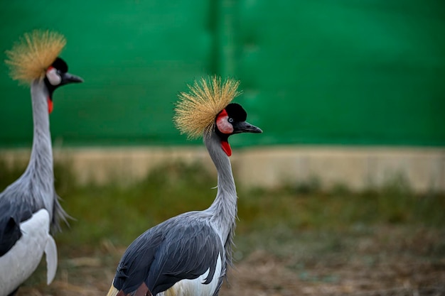 Balearica regulorum oder der Greycrowned Crane ist ein gruiformer Vogel aus der Familie der Gruidae