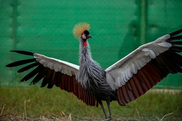 Balearica regulorum oder der Greycrowned Crane ist ein gruiformer Vogel aus der Familie der Gruidae