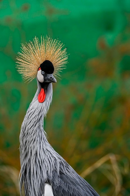 Balearica regulorum oder der Greycrowned Crane ist ein gruiformer Vogel aus der Familie der Gruidae