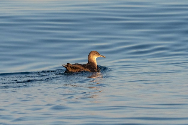 Balearischer Sturmtaucher Puffinus Mauretanicus Malaga Spanien