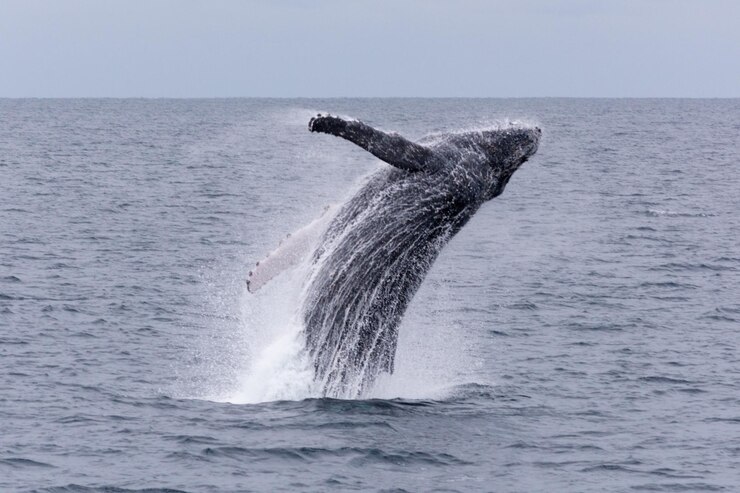 Foto baleia a saltar no mar contra o céu