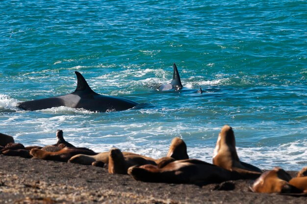 Baleia assassina caçando leões marinhos na costa paragoniana Patagônia Argentina