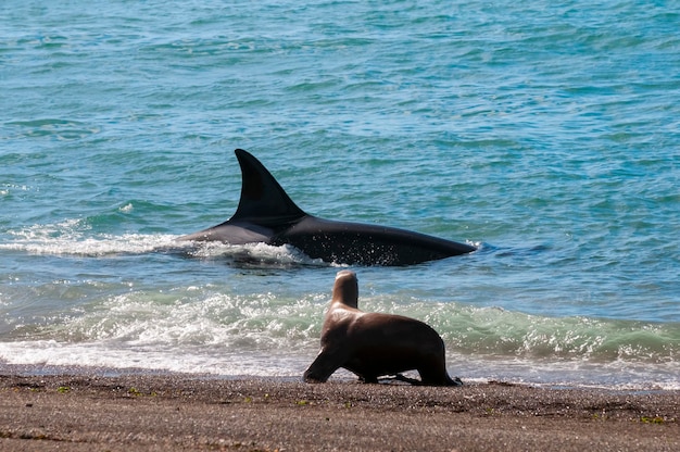 Baleia assassina caçando leões marinhos na costa paragoniana Patagônia Argentina