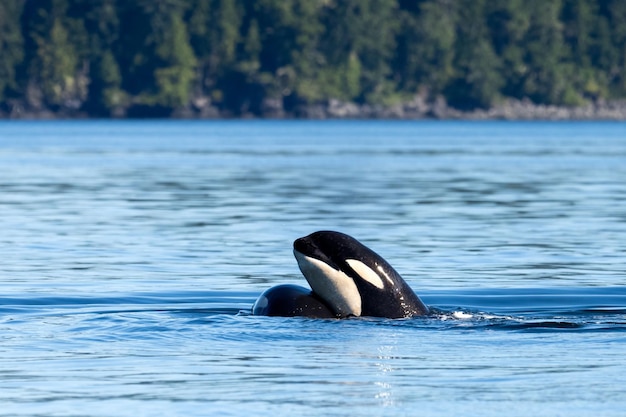 Baleia assassina (Orcinus orca) no oceano azul