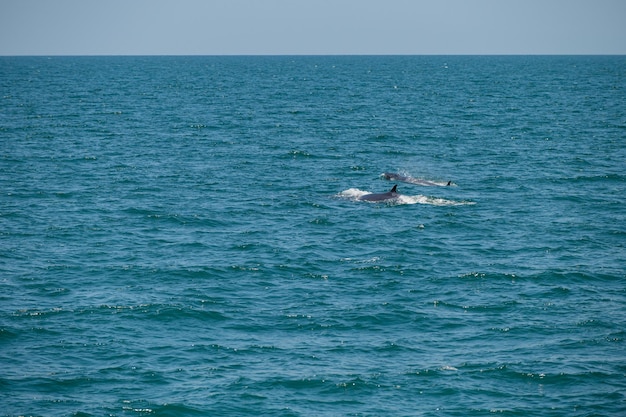 Baleia Bruda nadando no mar