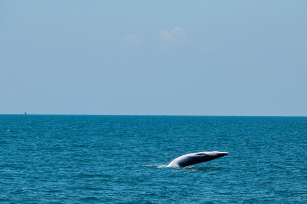 Baleia Bruda nadando no mar