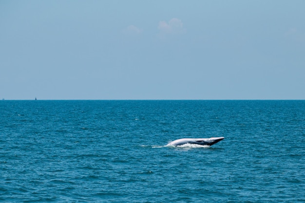 Baleia Bruda nadando no mar