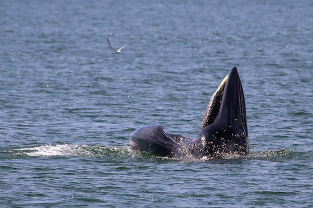 Baleia Brydes forrageia pequenos peixes no Golfo da Tailândia.