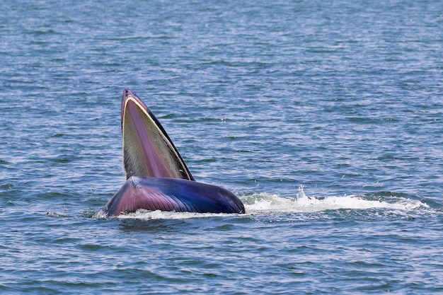 Baleia brydes forrageia pequenos peixes no golfo da tailândia.