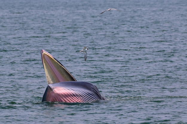 Baleia Brydes forrageia pequenos peixes no Golfo da Tailândia.