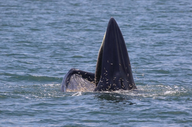 Baleia brydes forrageia pequenos peixes no golfo da tailândia.