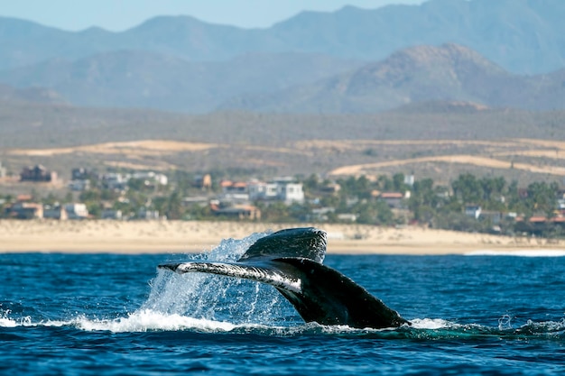 Foto baleia corcunda com cauda danificada no oceano pacífico, baja california sur, méxico