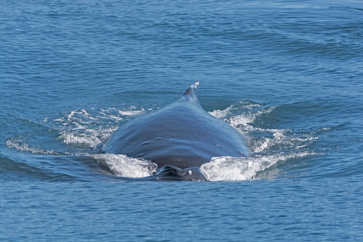 Foto baleia corcunda se movendo rapidamente na superfície no parque nacional kenai fjords, no alasca