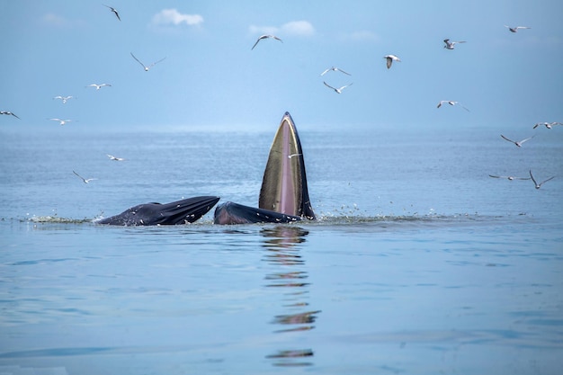 Baleia de Bryde abre a boca para comer peixe pequeno na Tailândia