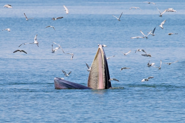 Baleia de Bryde Balaenoptera edeni mamíferos marinhos no mar