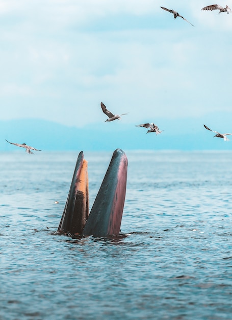 Baleia de bryde, baleia do éden, comer peixe no golfo da tailândia