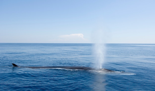 Baleia de esperma soprando no mar