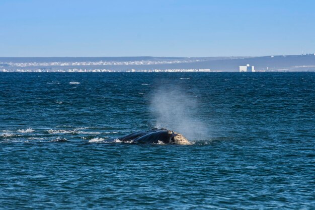 Baleia Franca Austral nadando na superfície Puerto Madryn Patagônia Argentina