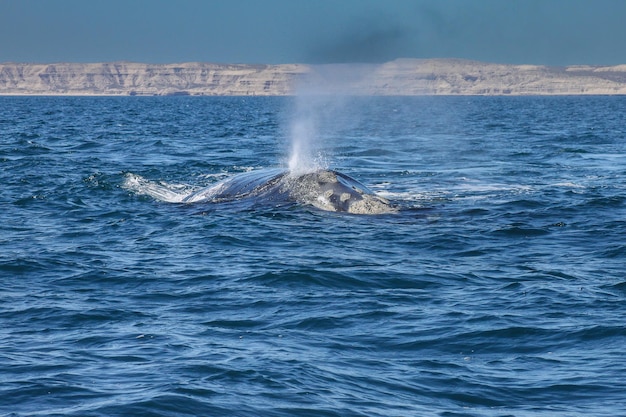 Baleia franca austral puerto madryn