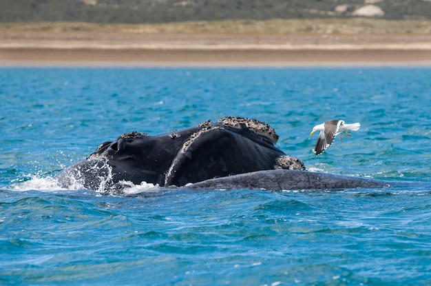 Baleia franca austral respirando na superfície Península Valdés Patagônia Argentina